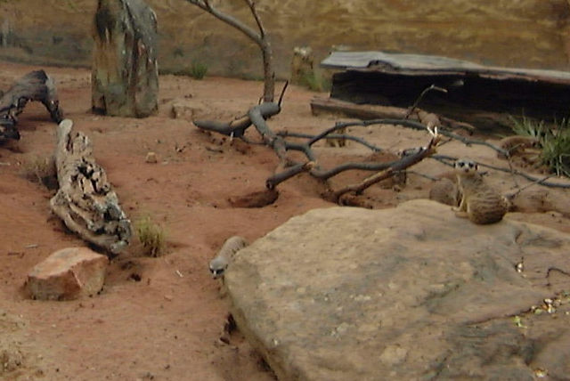 Zoo Walk - Taronga Zoo 3/3/2005