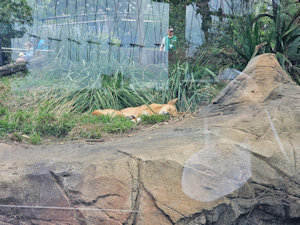Zoo Walk 2026